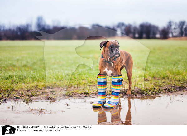 German Boxer with gumboots / KMI-04202