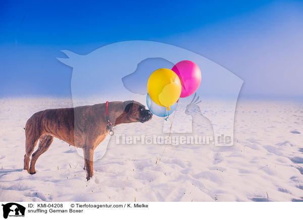 schnuppernder Deutscher Boxer / snuffling German Boxer / KMI-04208