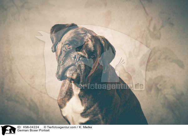 Deutscher Boxer Portrait / German Boxer Portrait / KMI-04224