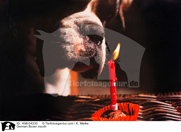 Deutscher Boxer Maul / German Boxer mouth / KMI-04230
