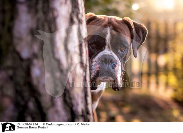 Deutscher Boxer Portrait / German Boxer Portrait / KMI-04234