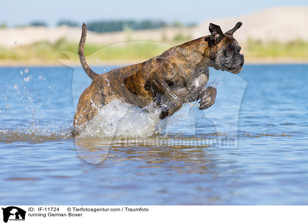 running German Boxer / IF-11724