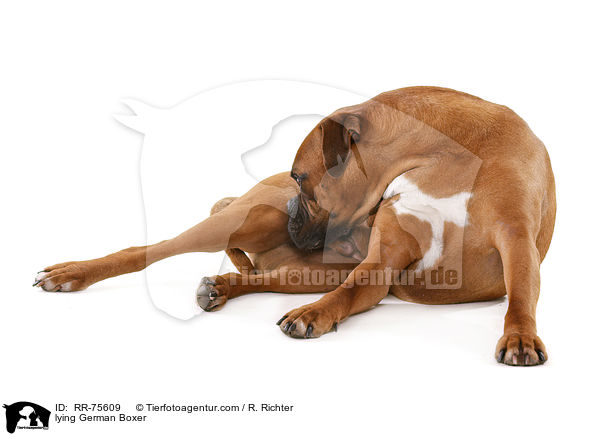 liegender Deutscher Boxer / lying German Boxer / RR-75609