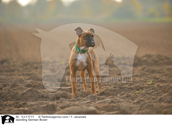 stehender Deutscher Boxer / standing German Boxer / YJ-11717