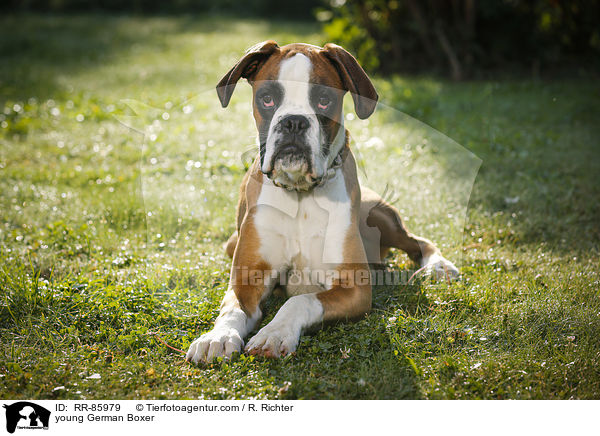 junger Deutscher Boxer / young German Boxer / RR-85979