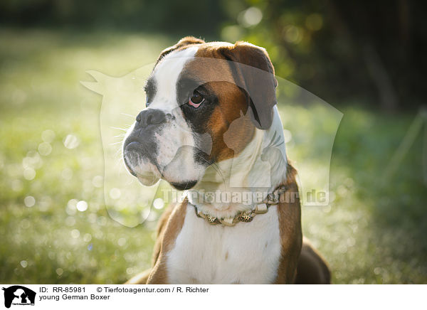 junger Deutscher Boxer / young German Boxer / RR-85981