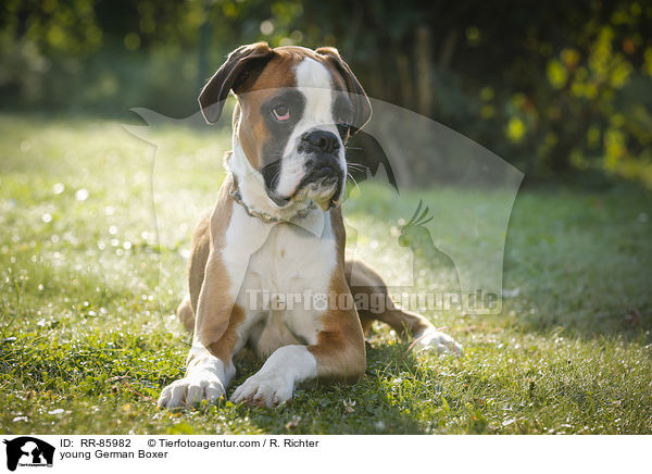 junger Deutscher Boxer / young German Boxer / RR-85982