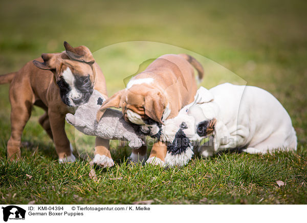 Deutscher Boxer Welpen / German Boxer Puppies / KMI-04394