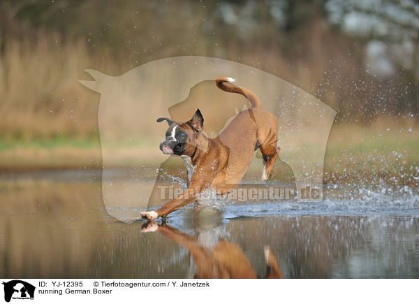 rennender Deutscher Boxer / running German Boxer / YJ-12395