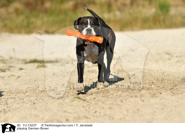 spielender Deutscher Boxer / playing German Boxer / YJ-13237