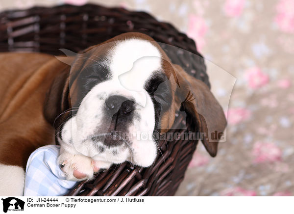 Deutscher Boxer Welpe / German Boxer Puppy / JH-24444