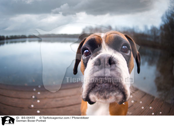 Deutscher Boxer Portrait / German Boxer Portrait / BS-06455