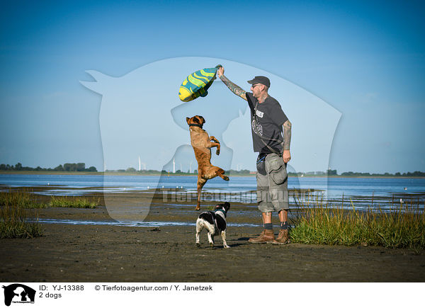 2 Hunde / 2 dogs / YJ-13388