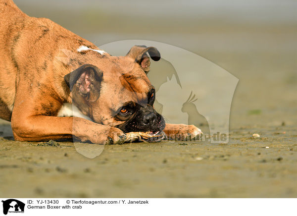 German Boxer with crab / YJ-13430