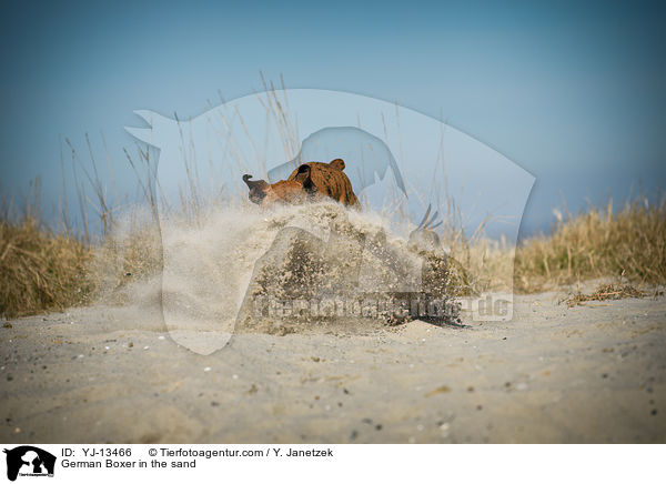 Deutscher Boxer im Sand / German Boxer in the sand / YJ-13466