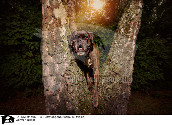 Deutscher Boxer / German Boxer / KMI-04606