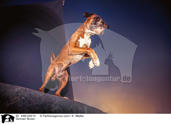 Deutscher Boxer / German Boxer / KMI-04610