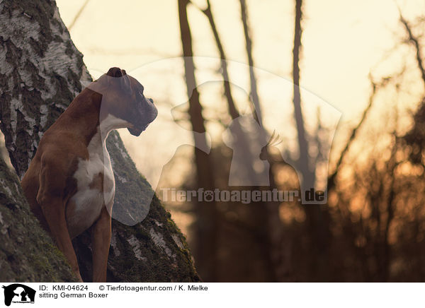 sitzender Deutscher Boxer / sitting German Boxer / KMI-04624