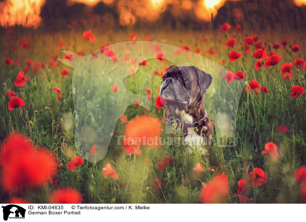 Deutscher Boxer Portrait / German Boxer Portrait / KMI-04635