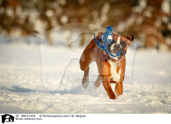 Boxer apportiert Spielzeug / Boxer retrieves toys / MW-01409