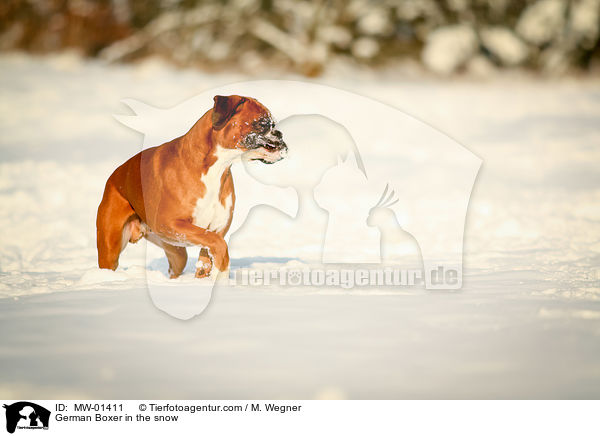 Deutscher Boxer im Schnee / German Boxer in the snow / MW-01411
