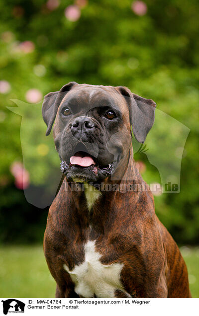 Deutscher Boxer Portrait / German Boxer Portrait / MW-04764