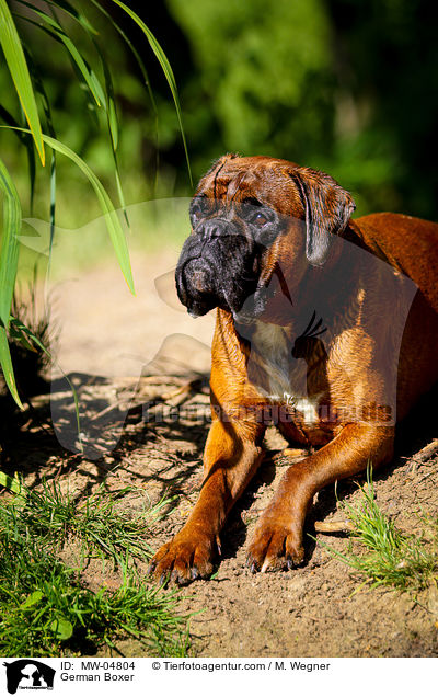 Deutscher Boxer / German Boxer / MW-04804