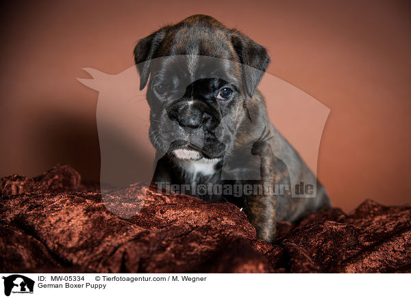 Deutscher Boxer Welpe / German Boxer Puppy / MW-05334