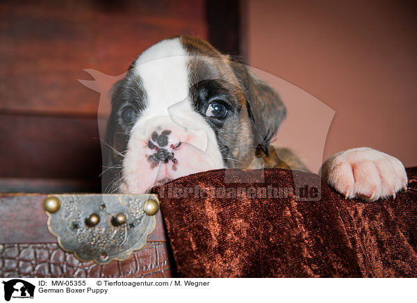 Deutscher Boxer Welpe / German Boxer Puppy / MW-05355