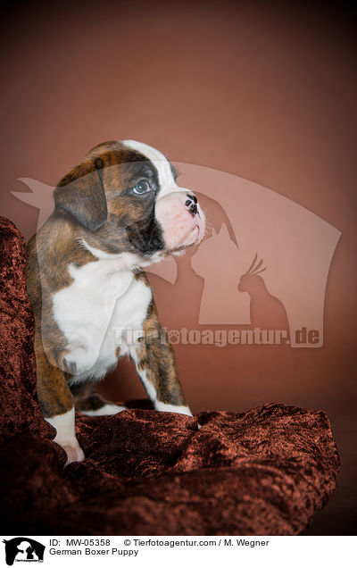 Deutscher Boxer Welpe / German Boxer Puppy / MW-05358
