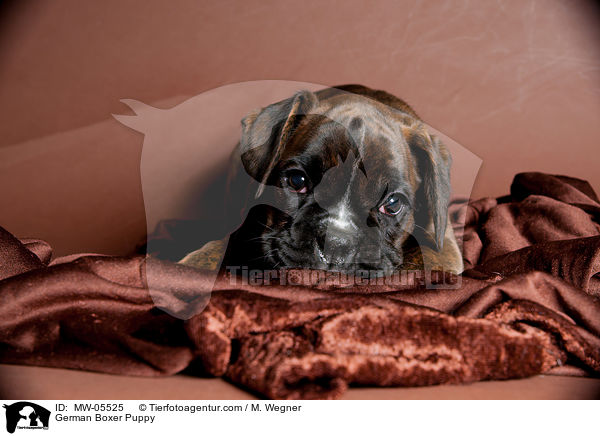 Deutscher Boxer Welpe / German Boxer Puppy / MW-05525