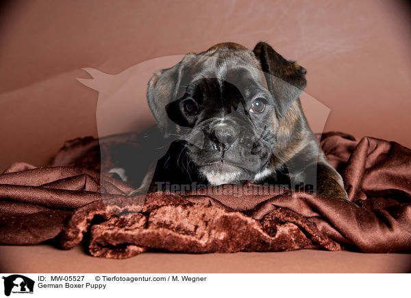 Deutscher Boxer Welpe / German Boxer Puppy / MW-05527