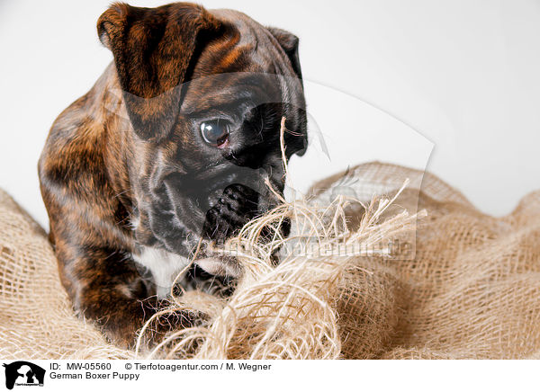 Deutscher Boxer Welpe / German Boxer Puppy / MW-05560