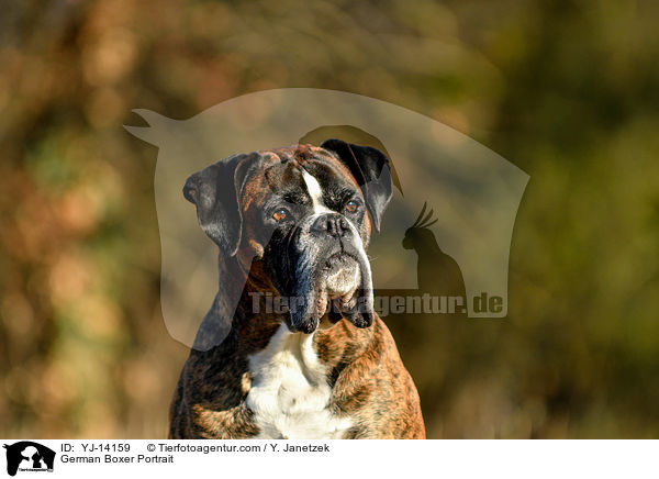 Deutscher Boxer Portrait / German Boxer Portrait / YJ-14159