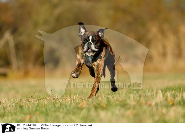 rennender Deutscher Boxer / running German Boxer / YJ-14167