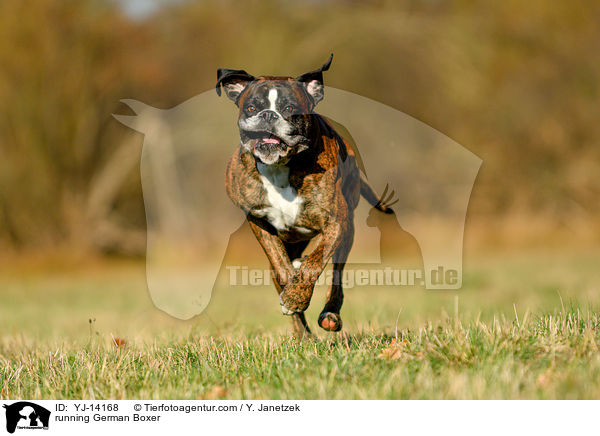 rennender Deutscher Boxer / running German Boxer / YJ-14168