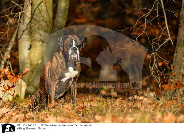 sitzender Deutscher Boxer / sitting German Boxer / YJ-14188