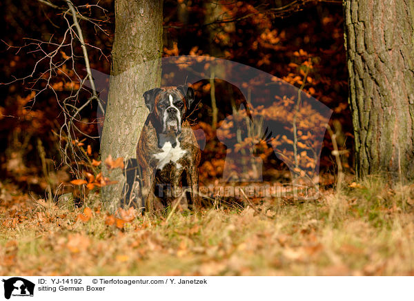 sitzender Deutscher Boxer / sitting German Boxer / YJ-14192