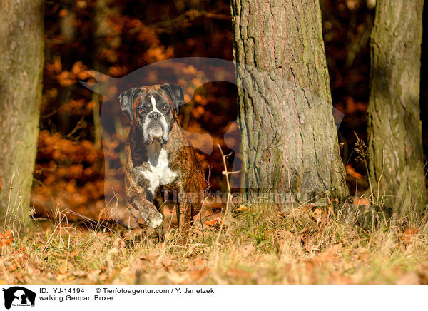 laufender Deutscher Boxer / walking German Boxer / YJ-14194