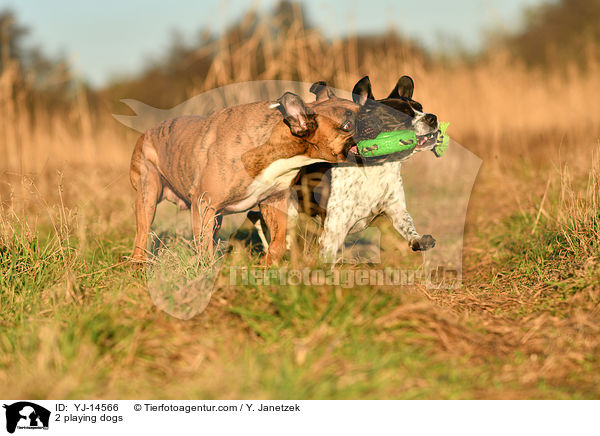 2 spielende Hunde / 2 playing dogs / YJ-14566