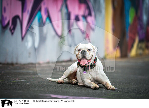 Deutscher Boxer / German Boxer / YJ-14590