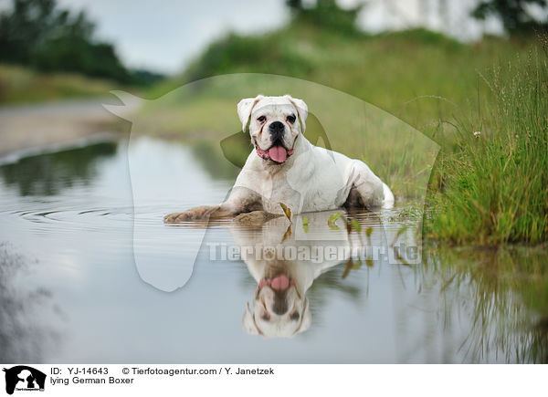 liegender Deutscher Boxer / lying German Boxer / YJ-14643