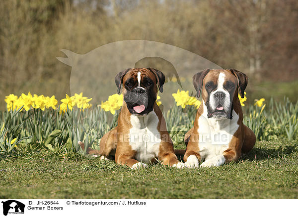 Deutsche Boxer / German Boxers / JH-26544