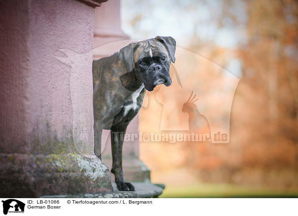 Deutscher Boxer / German Boxer / LB-01066