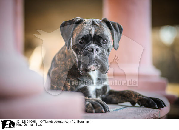 liegender Deutscher Boxer / lying German Boxer / LB-01068