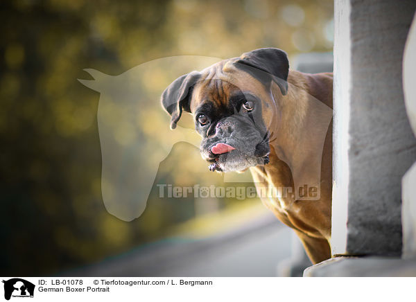 Deutscher Boxer Portrait / German Boxer Portrait / LB-01078