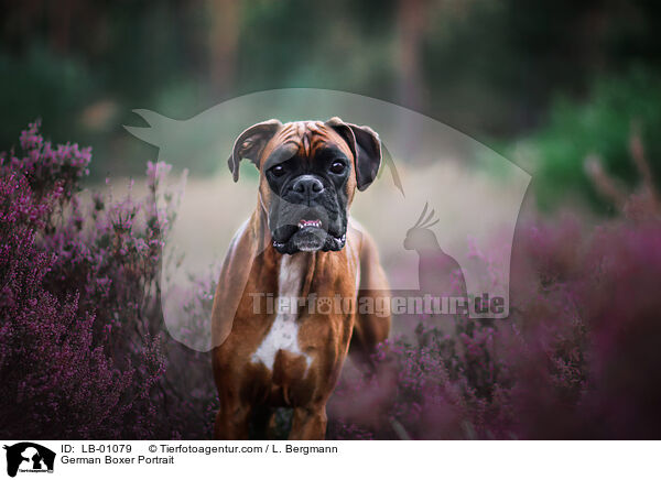 Deutscher Boxer Portrait / German Boxer Portrait / LB-01079