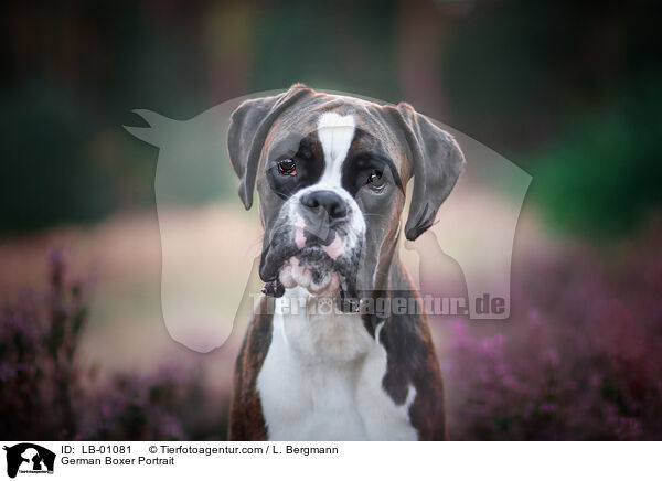 Deutscher Boxer Portrait / German Boxer Portrait / LB-01081