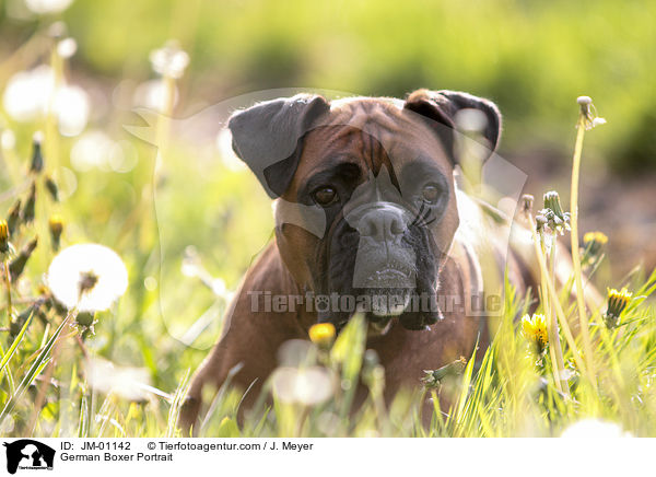 Deutscher Boxer Portrait / German Boxer Portrait / JM-01142