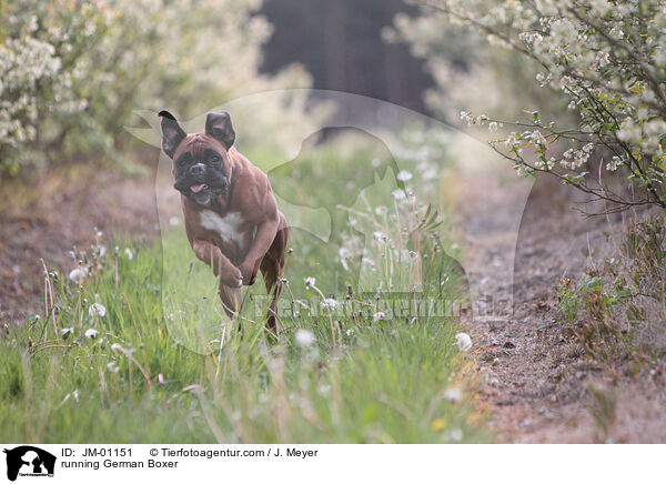 rennender Deutscher Boxer / running German Boxer / JM-01151